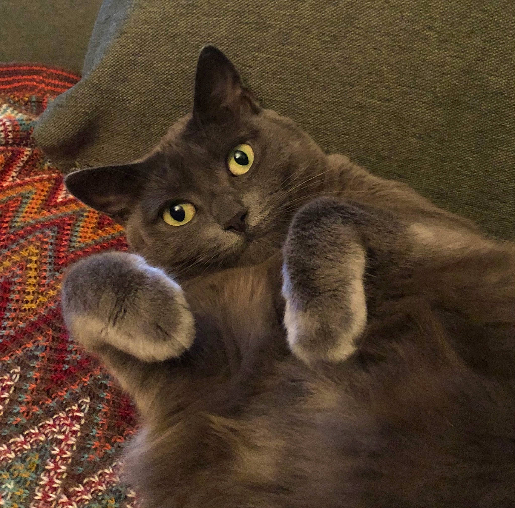 Fifi a rejoint le concours — aidez-le/la à gagner de superbes lots ! black_cat, carnivore, cat, cat_toy, chartreux, claw, comfort, domestic_short_haired_cat, felidae, fur, grey, paw, russian_blue, small_to_medium_sized_cats, snout, tail, terrestrial_animal, whiskers, wildlife