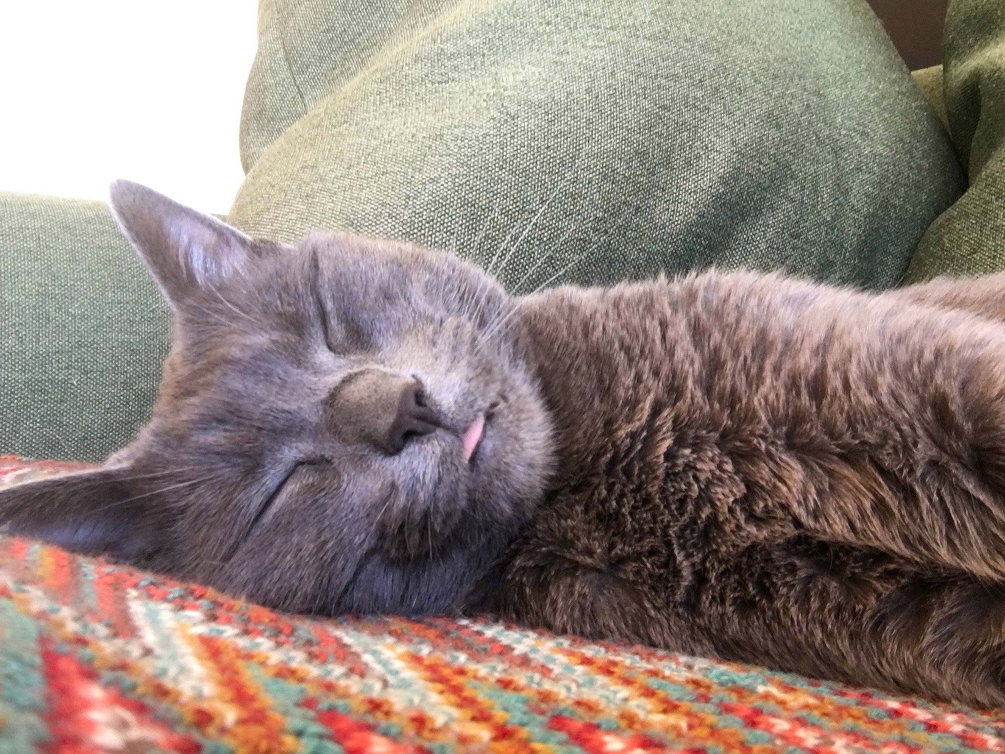 Fifi a rejoint le concours — aidez-le/la à gagner de superbes lots ! carnivore, cat, claw, comfort, domestic_short_haired_cat, felidae, fur, grey, nap, paw, small_to_medium_sized_cats, tail, terrestrial_animal, whiskers