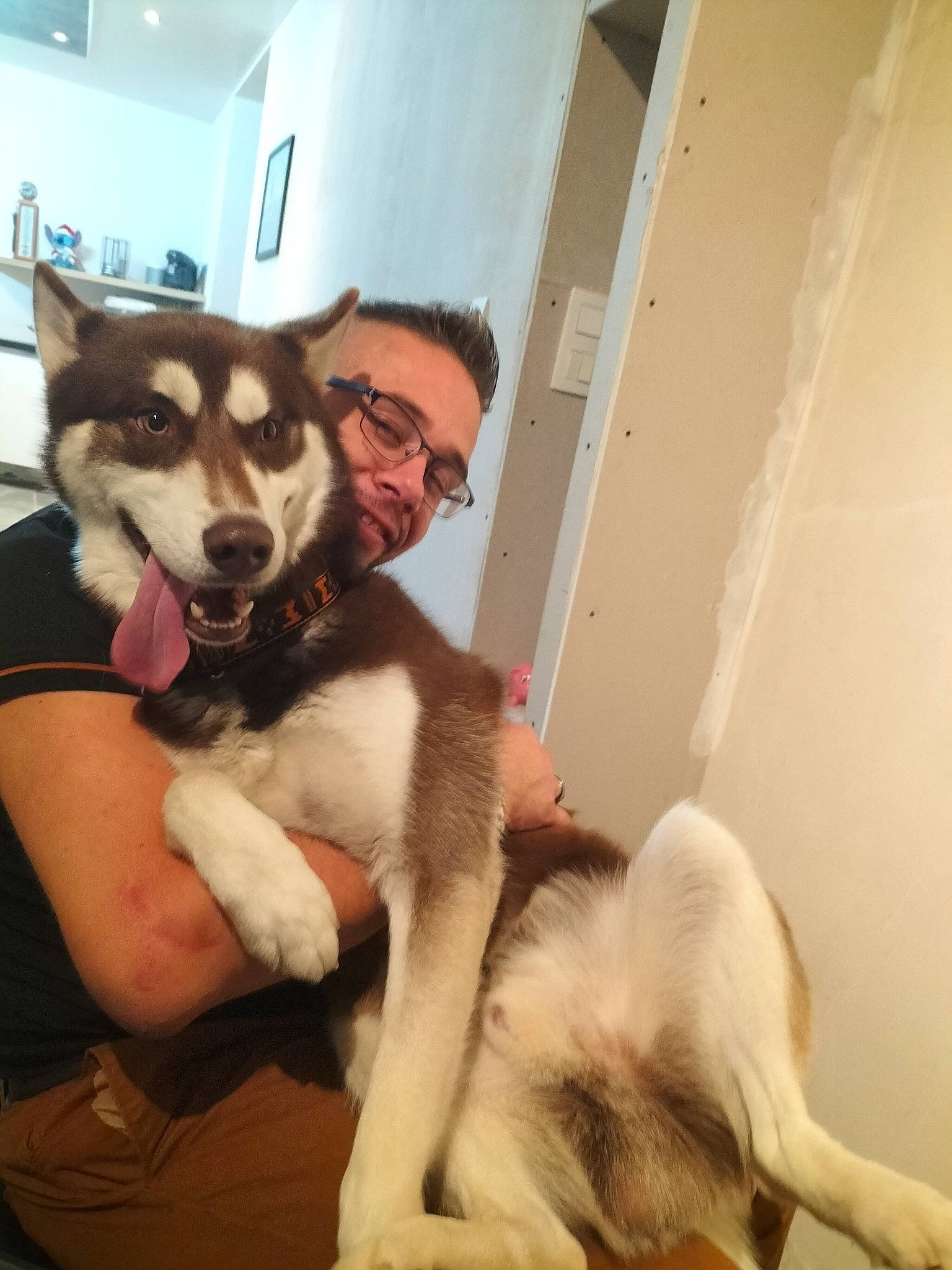 Taïco a rejoint le concours — aidez-le/la à gagner de superbes lots ! canidae, carnivore, comfort, companion_dog, dog, dog_breed, domestic_short_haired_cat, fawn, felidae, fur, jaw, mammal, paw, room, small_to_medium_sized_cats, snout, sporting_group, tail, whiskers, working_animal