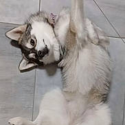 Volcane participe au concours pour gagner de l'argent avec cette photo : dog, husky, lying_down, paw_up, floor, tile, pet, animal, fluffy, playful, relaxed, indoor, canine, fur, cute, companion, mammal, portrait, whiskers, nose