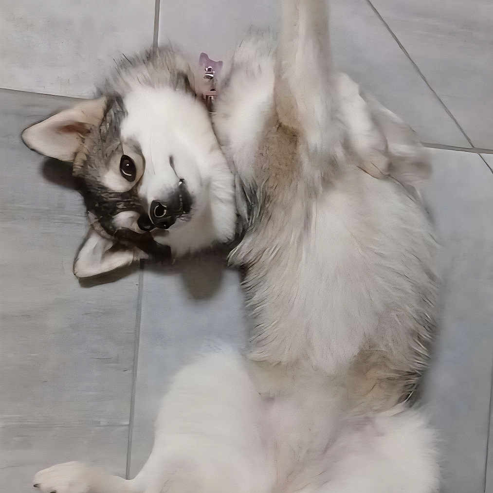 Volcane participe au concours pour gagner de l'argent avec cette photo : animal, canine, companion, cute, dog, floor, fluffy, fur, husky, indoor, lying_down, mammal, nose, paw_up, pet, playful, portrait, relaxed, tile, whiskers