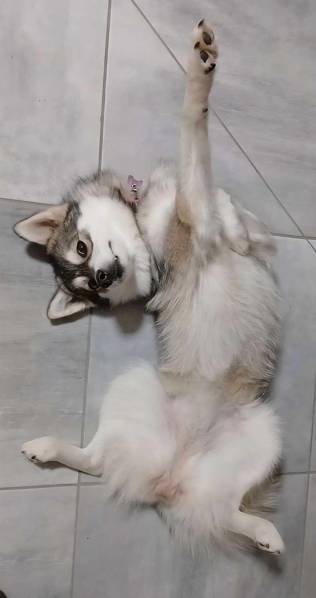 Volcane participe au concours pour gagner de l'argent avec cette photo : dog, husky, lying_down, paw_up, floor, tile, pet, animal, fluffy, playful, relaxed, indoor, canine, fur, cute, companion, mammal, portrait, whiskers, nose
