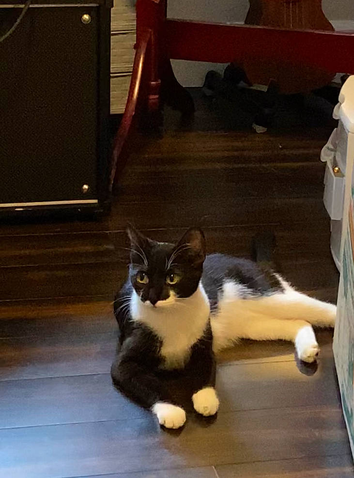 Bmo joined the competition — help win amazing prizes! carnivore, cat, comfort, companion_dog, domestic_short_haired_cat, felidae, floor, flooring, fur, hardwood, human_leg, paw, room, sitting, small_to_medium_sized_cats, snout, tail, whiskers, window, wood