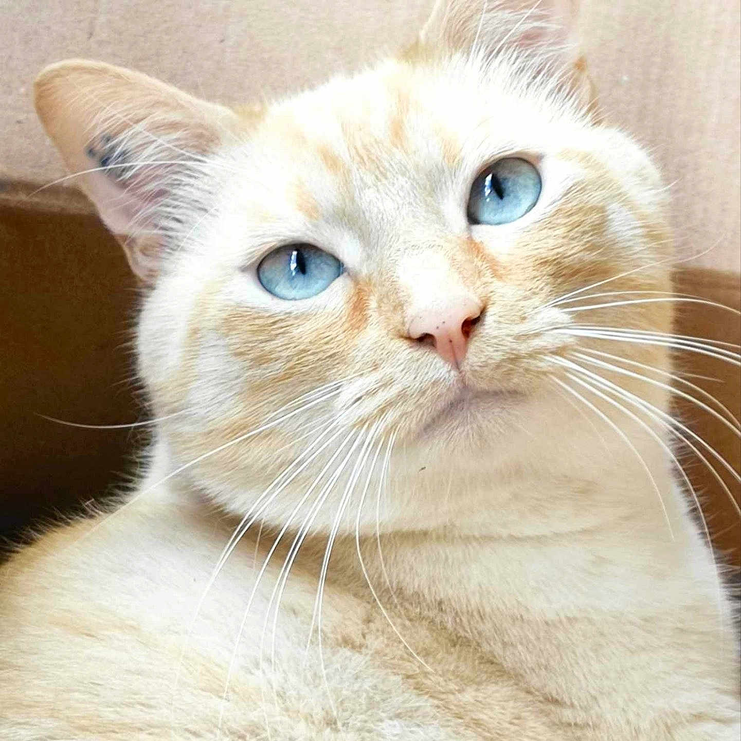 Simba participe au concours pour gagner de l'argent avec cette photo : abyssinian, angora, animal, cat, kitten, manx, pet, siamese, white