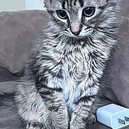 Brownie joined the competition — help win amazing prizes! cat, kitten, tabby, fluffy, pet, animal, indoor, couch, charger, plug, fur, whiskers, curious, sitting, closeup, gray, striped, cute, young, domestic