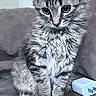 cat, kitten, tabby, fluffy, pet, animal, indoor, couch, charger, plug, fur, whiskers, curious, sitting, closeup, gray, striped, cute, young, domestic
