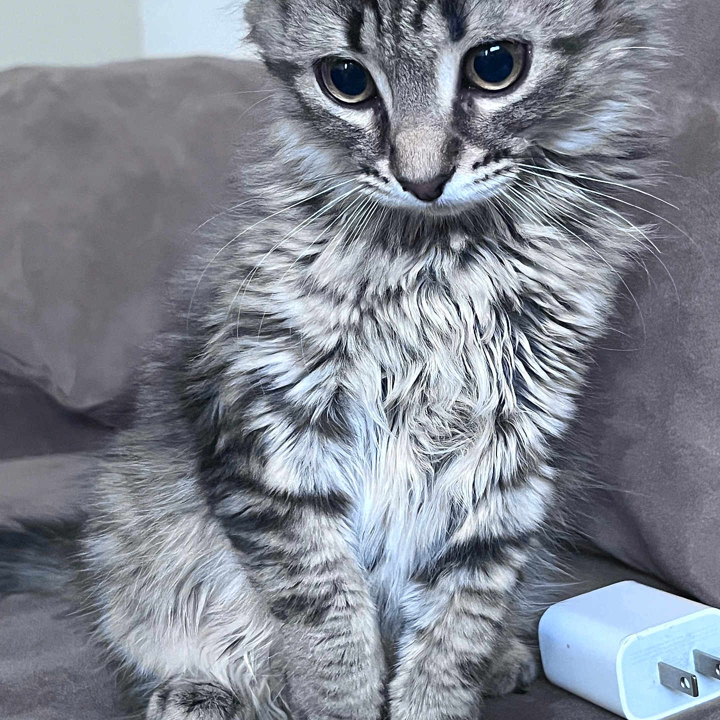 Brownie joined the competition — help win amazing prizes! cat, kitten, tabby, fluffy, pet, animal, indoor, couch, charger, plug, fur, whiskers, curious, sitting, closeup, gray, striped, cute, young, domestic