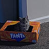 Brownie is registered to the contest to win money with this photo: box, cardboard_box, carpet, cat, curious, cute, domestic_animal, fanta, floor, furry, gray_cat, indoor, kitten, orange, pet, playful, sitting, small, storage_bins, wall