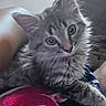 Brownie is registered to the contest to win money with this photo: animal, cat, closeup, colorful, cozy, curious, cute, eyes, face, fluffy, fur, indoor, kitten, paws, pet, portrait, resting, soft, tabby, whiskers