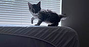 Brownie joined the competition — help win amazing prizes! animal, bed, blinds, cat, couch, curious, fluffy, furniture, indoor, kitten, light, paw, pet, playful, shadow, silhouette, tail, whiskers, window, young