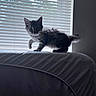 animal, bed, blinds, cat, couch, curious, fluffy, furniture, indoor, kitten, light, paw, pet, playful, shadow, silhouette, tail, whiskers, window, young