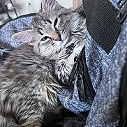 Brownie joined the competition — help win amazing prizes! backpack, cat, closeup, cozy, cute, domestic_cat, ears, fluffy, fur, gray, indoor, kitten, pet, relaxed, resting, sleepy, texture, whiskers, young_animal, zipper