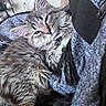 backpack, cat, closeup, cozy, cute, domestic_cat, ears, fluffy, fur, gray, indoor, kitten, pet, relaxed, resting, sleepy, texture, whiskers, young_animal, zipper