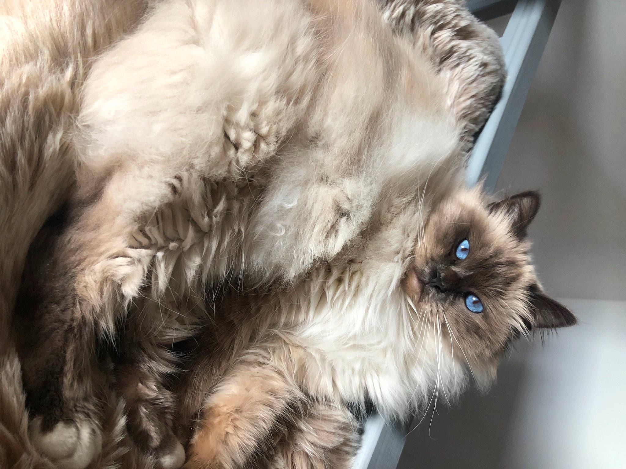 Robby participe au concours pour gagner de l'argent avec cette photo : birman, british_longhair, carnivore, cat, claw, close_up, companion_dog, dog_breed, fawn, felidae, fur, iris, paw, persian, ragdoll, small_to_medium_sized_cats, snout, tail, terrestrial_animal, whiskers
