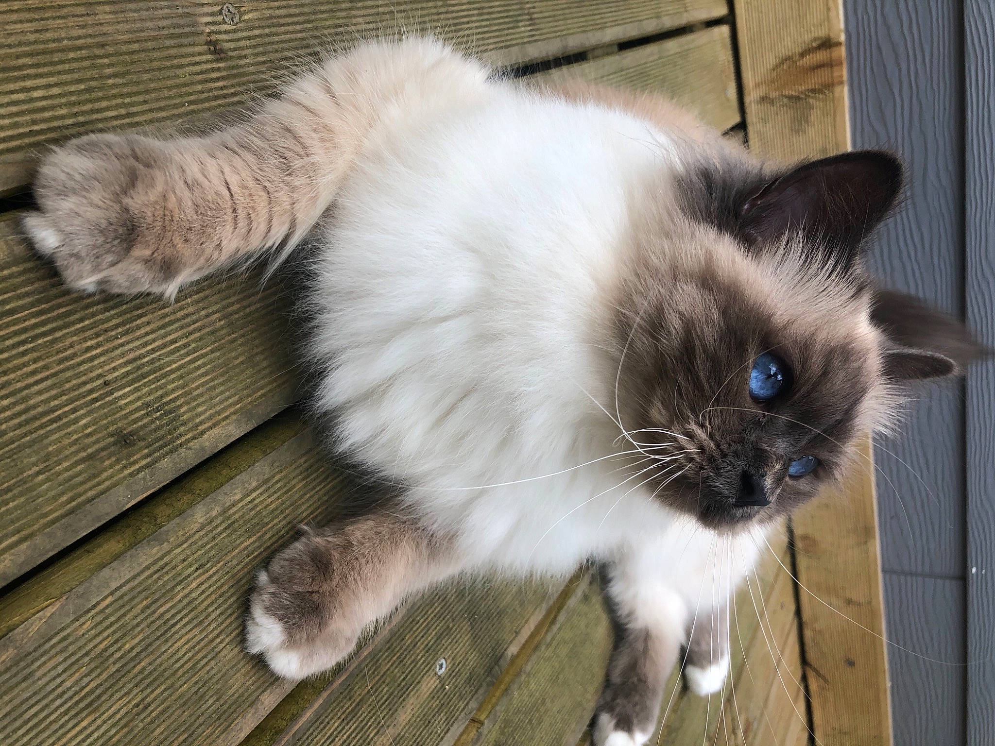 Robby a rejoint le concours — aidez-le/la à gagner de superbes lots ! birman, carnivore, cat, claw, fawn, felidae, flooring, foot, fur, hardwood, mammal, siamese, small_to_medium_sized_cats, snout, tail, terrestrial_animal, vertebrate, whiskers, wood
