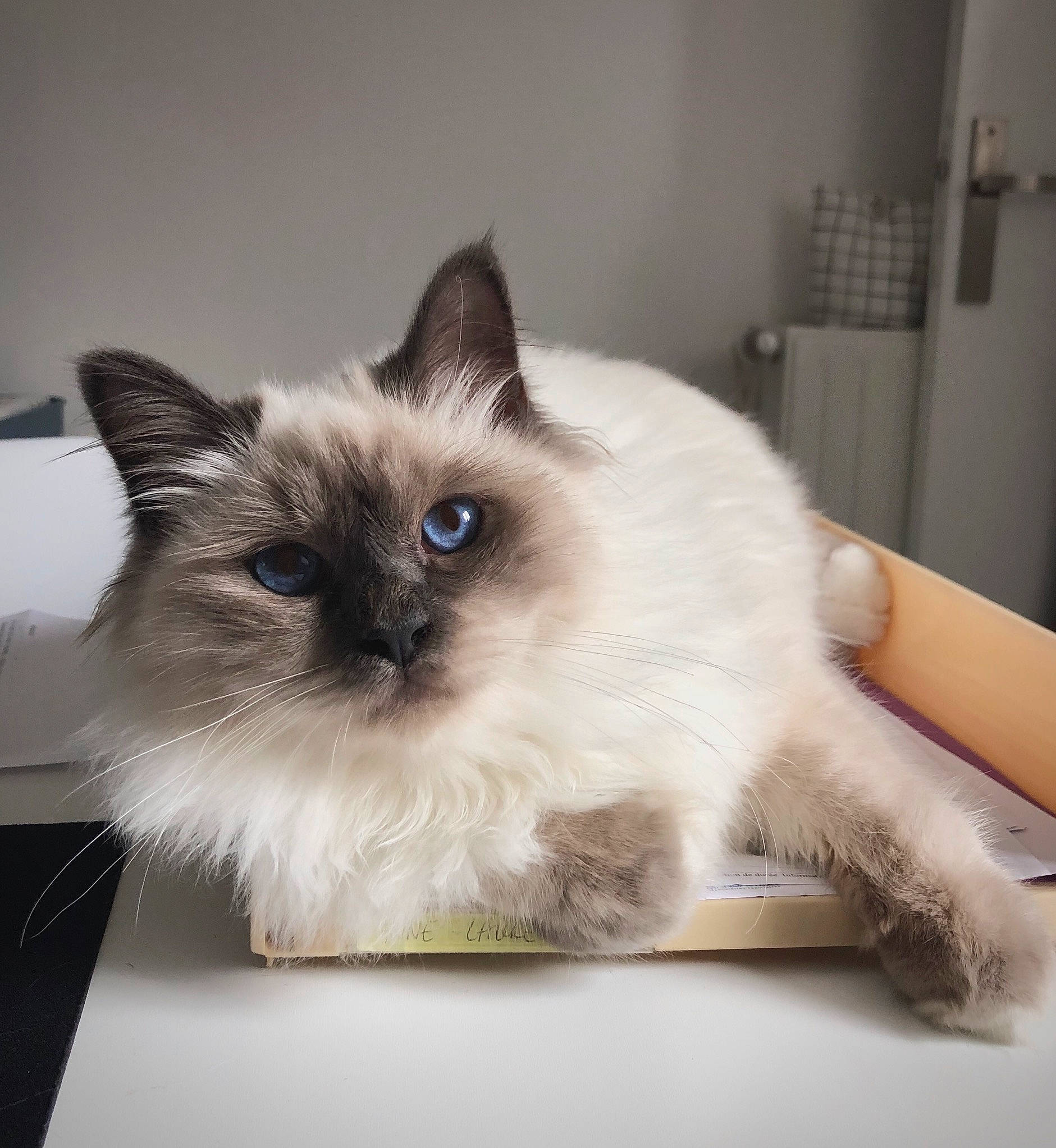 Robby a rejoint le concours — aidez-le/la à gagner de superbes lots ! balinese, birman, box, carnivore, cat, fawn, felidae, fur, iris, siamese, small_to_medium_sized_cats, snout, terrestrial_animal, thai, tonkinese, whiskers