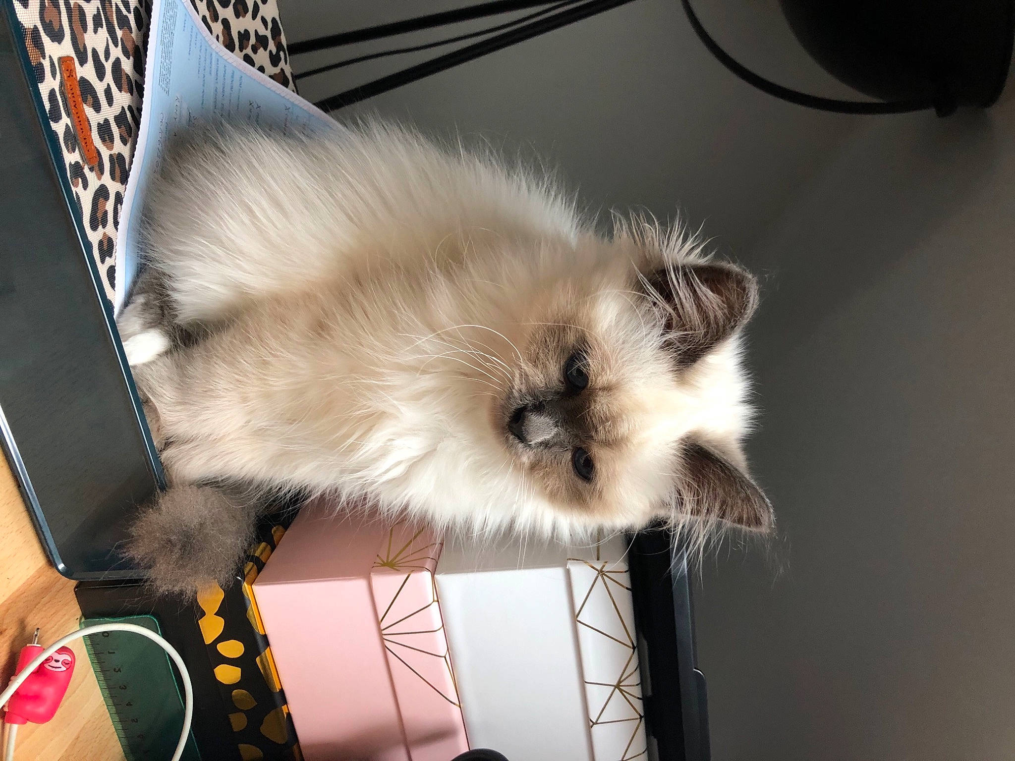 Robby participe au concours pour gagner de l'argent avec cette photo : balinese, birman, canidae, carnivore, cat, claw, companion_dog, dog_breed, fawn, felidae, fur, paw, persian, ragdoll, siamese, small_to_medium_sized_cats, snout, tail, thai, whiskers