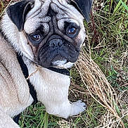 Pistachio is registered to the contest to win money with this photo: animal, canine, closeup, cute, dog, ears, expression, eyes, face, fur, grass, leaf, muzzle, nature, outdoor, pet, pug, resting, small_plant, whiskers