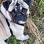 animal, canine, closeup, cute, dog, ears, expression, eyes, face, fur, grass, leaf, muzzle, nature, outdoor, pet, pug, resting, small_plant, whiskers