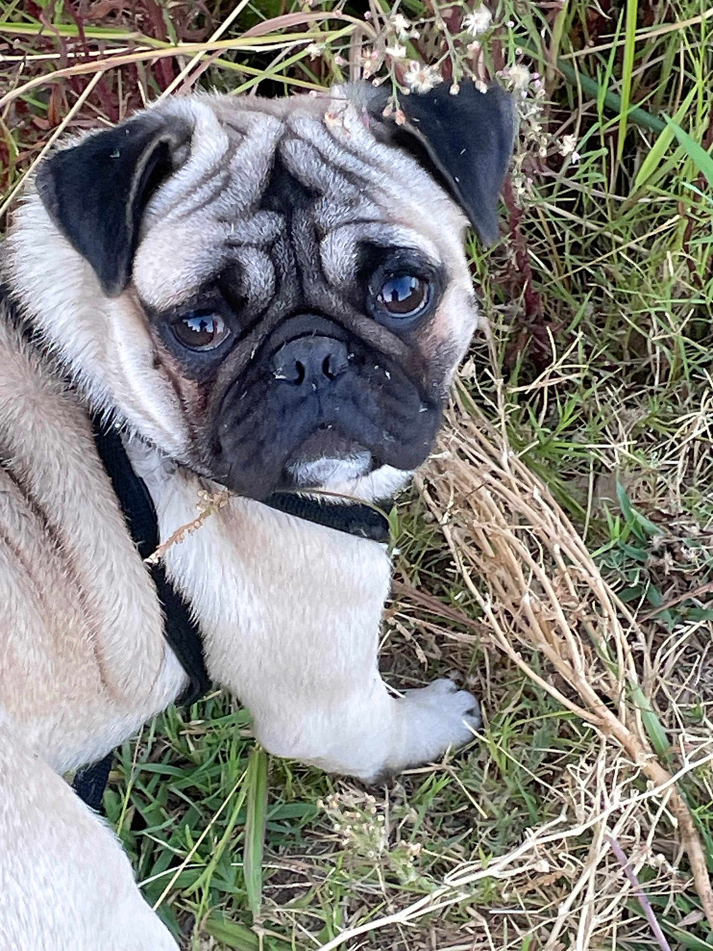 Pistachio