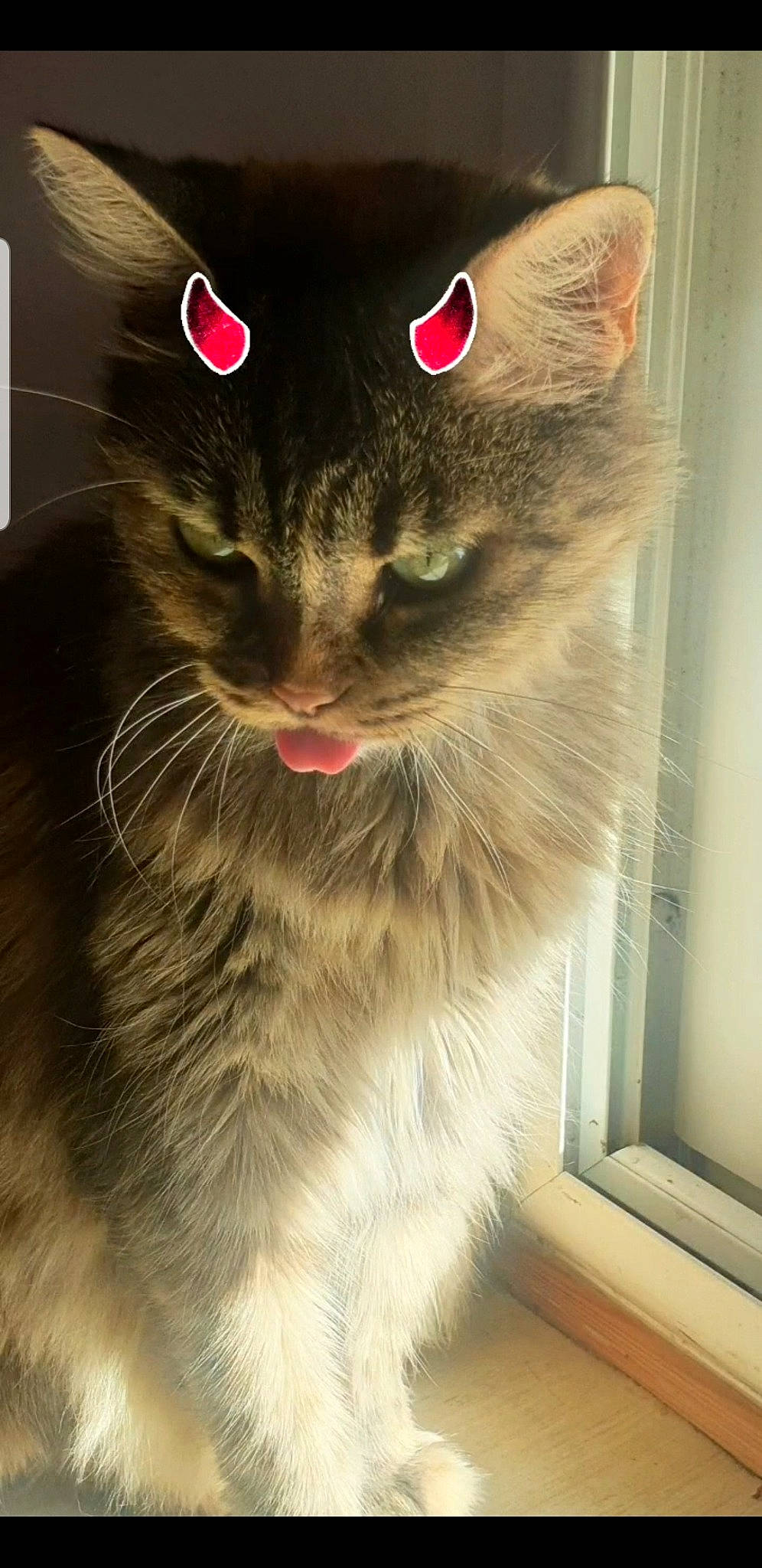 Crapule participe au concours pour gagner de l'argent avec cette photo : animal_shelter, box, cardboard, carnivore, cat, claw, domestic_short_haired_cat, fawn, felidae, fur, paw, pet_supply, small_to_medium_sized_cats, snout, tail, terrestrial_animal, whiskers, window