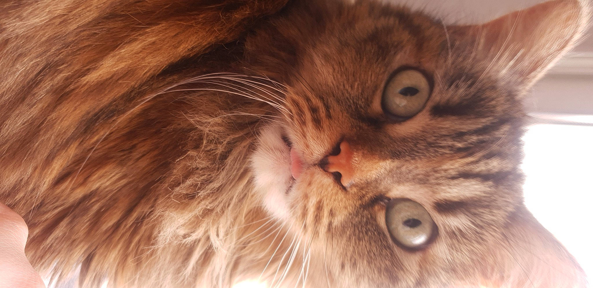 Crapule a rejoint le concours — aidez-le/la à gagner de superbes lots ! carnivore, cat, close_up, domestic_short_haired_cat, ear, fawn, felidae, fur, iris, paw, peach, small_to_medium_sized_cats, snout, terrestrial_animal, whiskers, wood