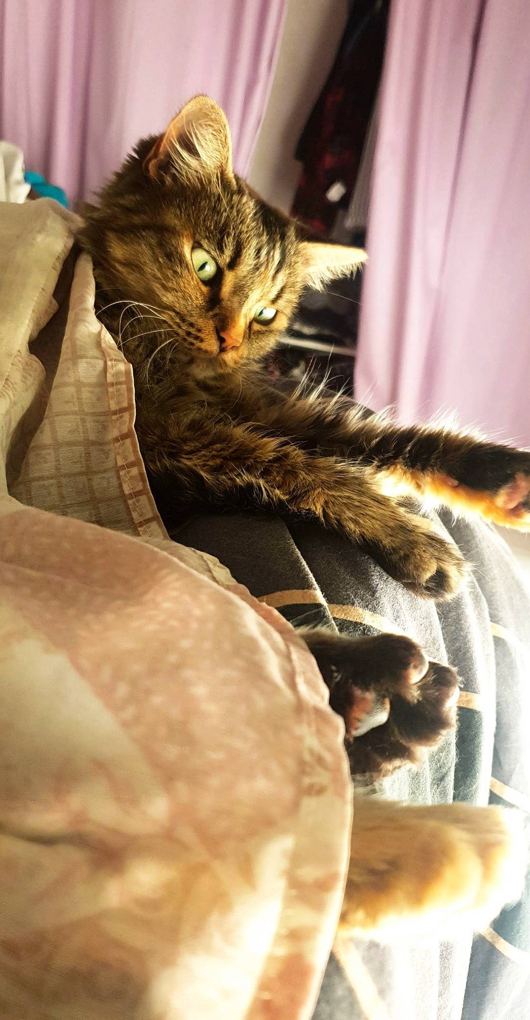 Crapule a rejoint le concours — aidez-le/la à gagner de superbes lots ! bed, carnivore, cat, claw, comfort, domestic_short_haired_cat, fawn, feather, felidae, fur, human_leg, linens, nap, paw, small_to_medium_sized_cats, snout, tail, tree, whiskers, wood