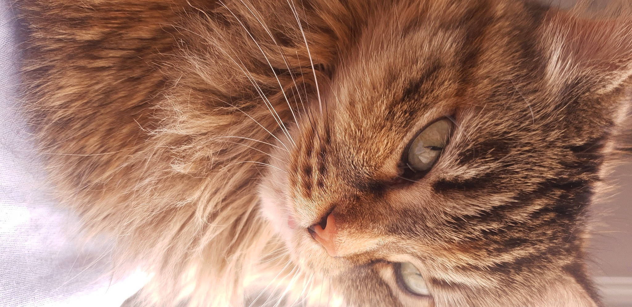 Crapule a rejoint le concours — aidez-le/la à gagner de superbes lots ! brown, carnivore, cat, close_up, domestic_short_haired_cat, ear, fawn, felidae, fur, paw, small_to_medium_sized_cats, snout, terrestrial_animal, whiskers, wildlife