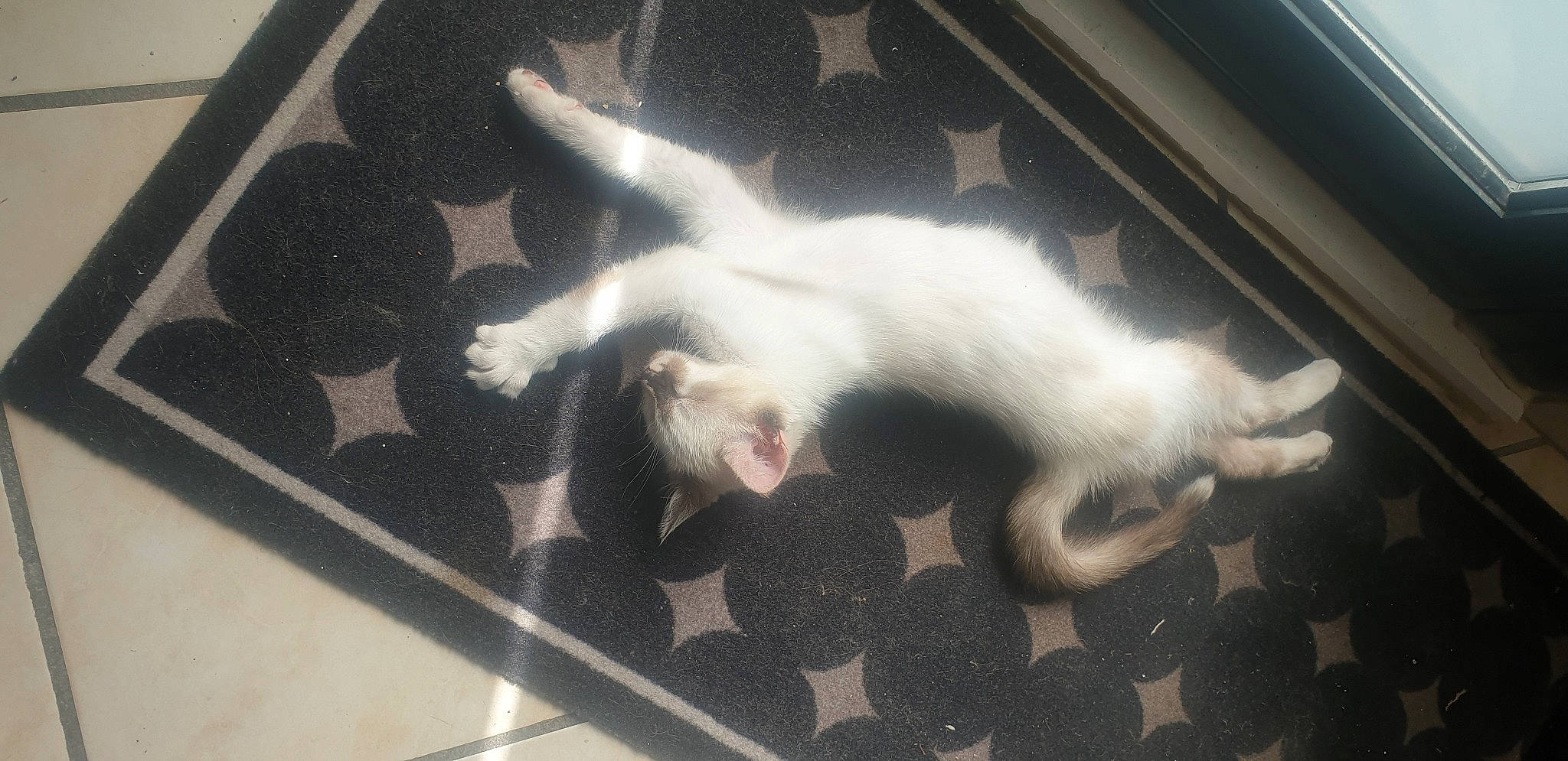 Rolly a rejoint le concours — aidez-le/la à gagner de superbes lots ! automotive_exterior, canidae, carnivore, cat, claw, companion_dog, dog_breed, felidae, foot, fur, paw, small_to_medium_sized_cats, snout, sporting_group, tail, terrestrial_animal, whiskers, windshield