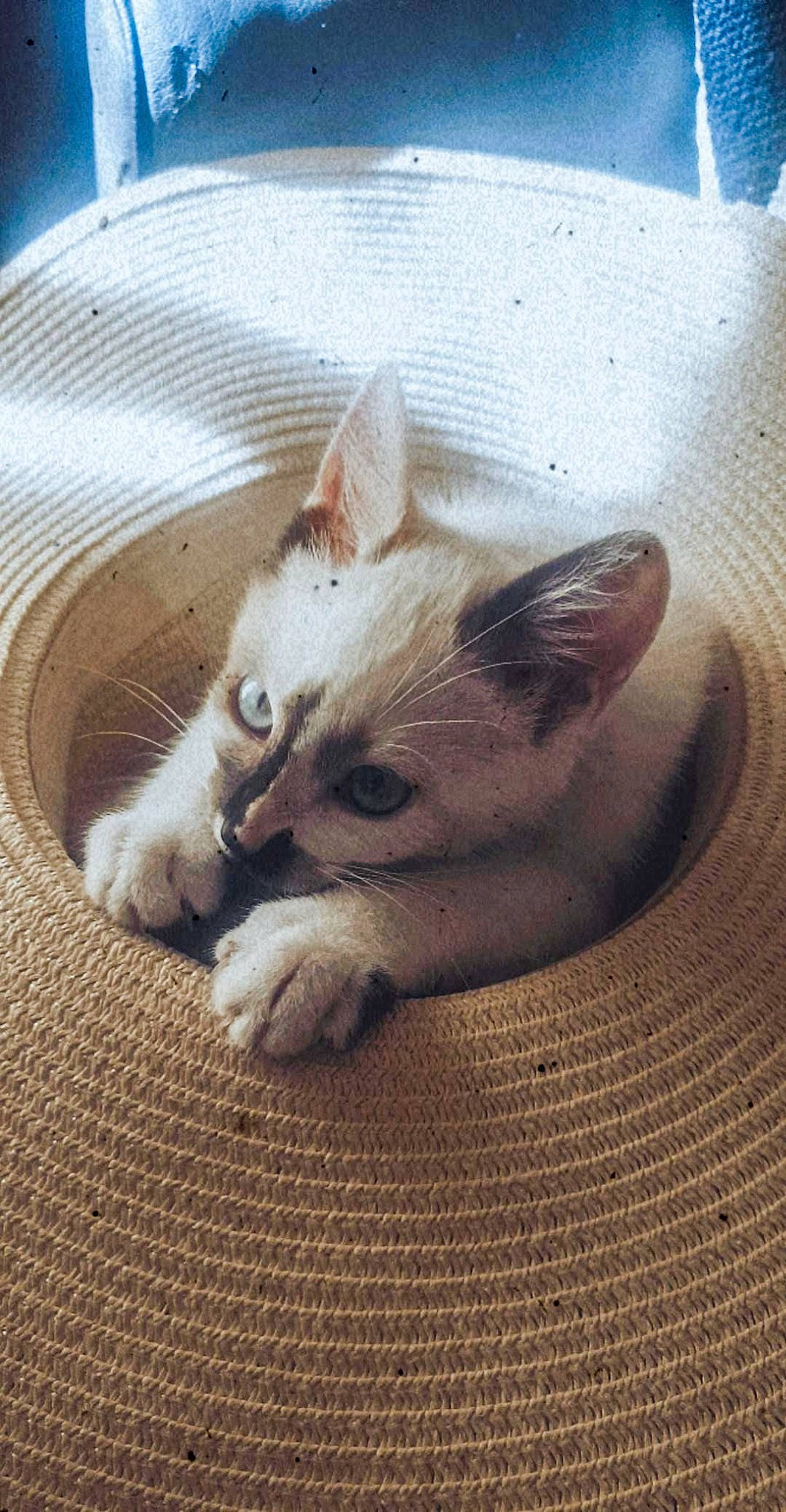 Rolly participe au concours pour gagner de l'argent avec cette photo : carnivore, cat, claw, comfort, domestic_short_haired_cat, fawn, felidae, foot, fur, human_leg, nail, nap, paw, photo_caption, sleep, small_to_medium_sized_cats, snout, tail, whiskers, wood