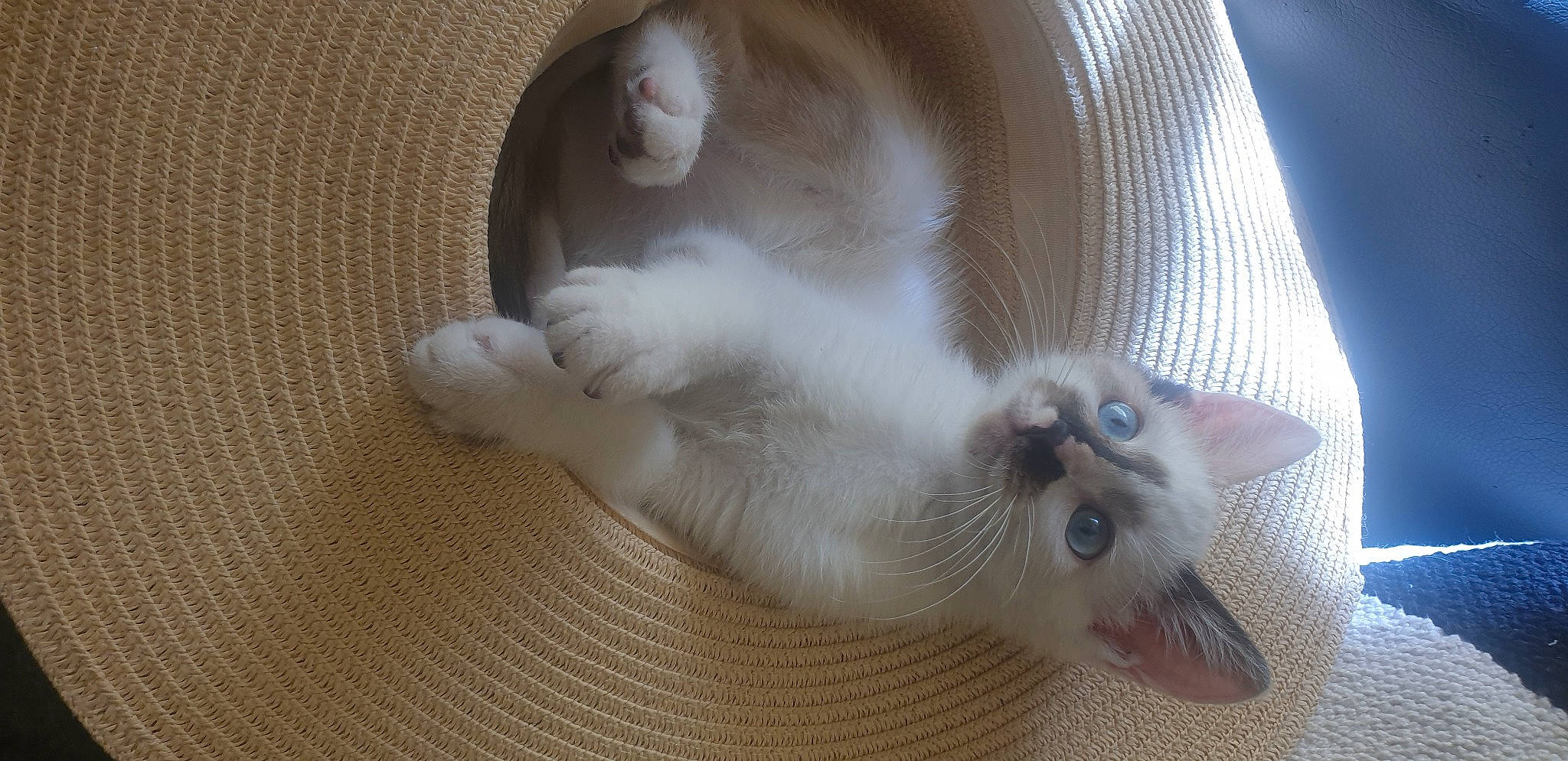 Rolly participe au concours pour gagner de l'argent avec cette photo : art, balinese, carnivore, cat, claw, comfort, domestic_short_haired_cat, ear, fang, fawn, felidae, fur, paw, siamese, small_to_medium_sized_cats, snout, tail, thai, whiskers