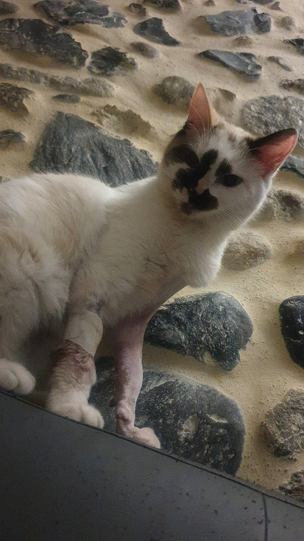 Rolly participe au concours pour gagner de l'argent avec cette photo : carnivore, cat, claw, cloud, domestic_short_haired_cat, fawn, felidae, fur, nap, paw, sand, sky, small_to_medium_sized_cats, snout, tail, terrestrial_animal, whiskers, wildlife, window