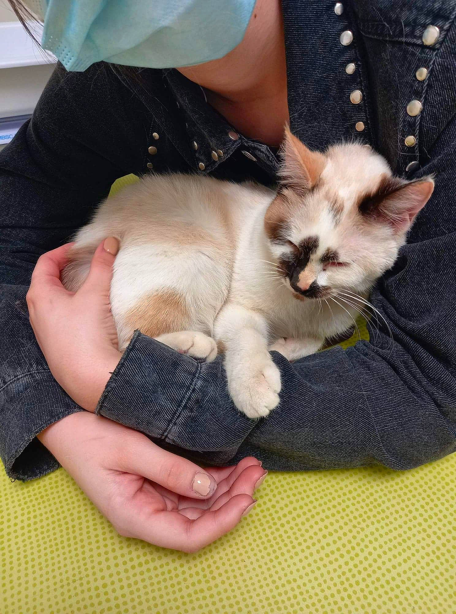 Rolly participe au concours pour gagner de l'argent avec cette photo : carnivore, cat, claw, comfort, domestic_short_haired_cat, fawn, felidae, finger, foot, fur, gesture, hand, human_leg, lap, nail, nap, paw, small_to_medium_sized_cats, thai, whiskers