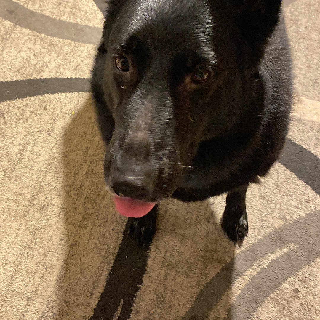 Luna joined the competition — help win amazing prizes! alert, animal, black_dog, canine, carpet, companion, cute, dog, domestic_animal, ears, floor, friendly, fur, house, indoor, looking_up, mammal, pet, shadow, tongue