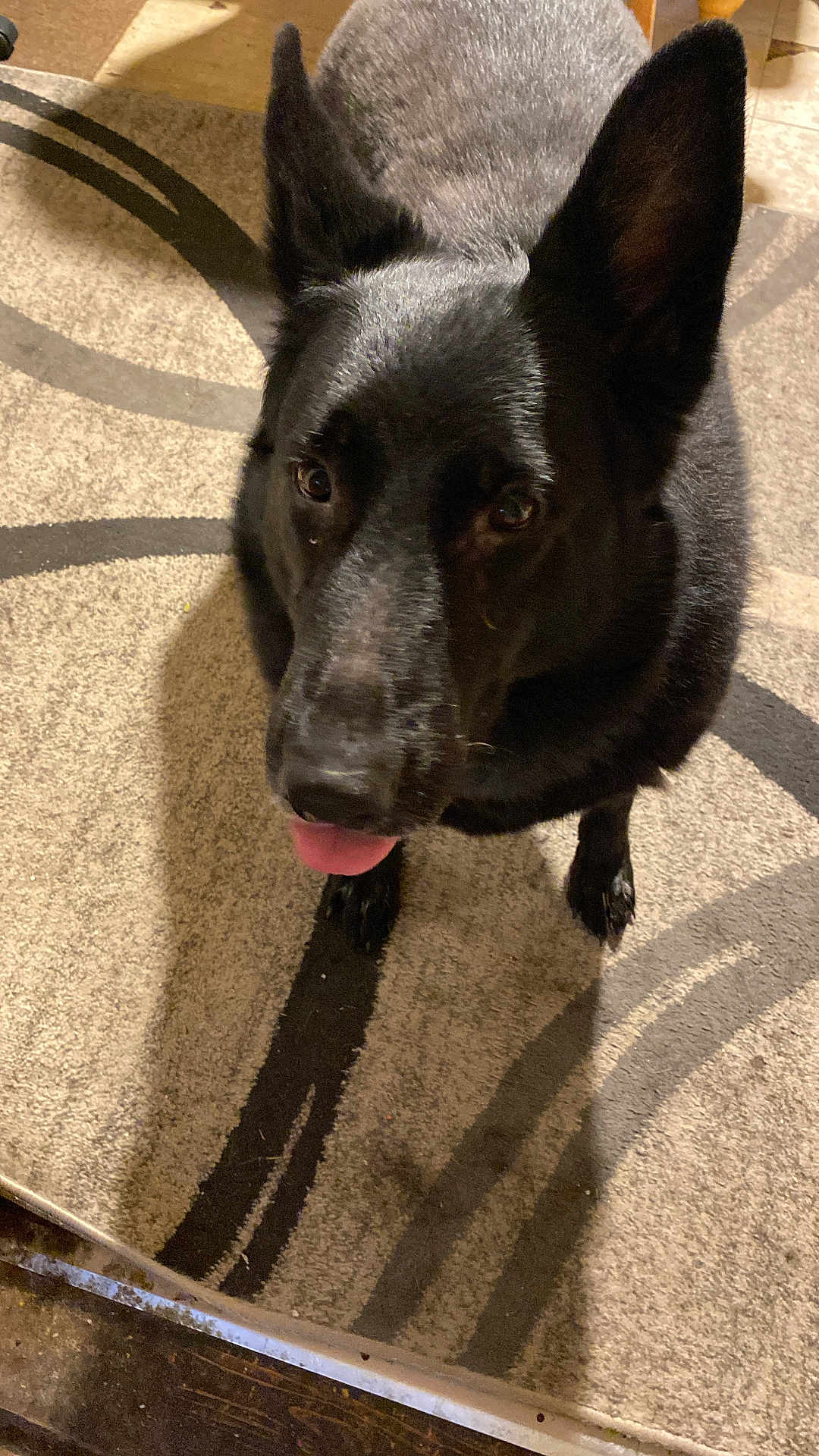 Luna joined the competition — help win amazing prizes! dog, black_dog, pet, indoor, carpet, ears, tongue, shadow, floor, animal, canine, looking_up, cute, fur, domestic_animal, companion, friendly, alert, mammal, house