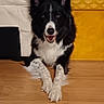dog, black_and_white, speckled_paws, lying_down, wooden_floor, indoor, couch, furniture, yellow_furniture, happy, pet, animal, canine, smiling, ears_up, fur, domestic, front_paws, looking_at_camera, cozy