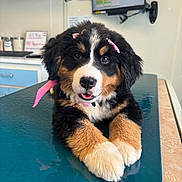 Mia is registered to the contest to win money with this photo: animal, bernese_mountain_dog, black_fur, brown_fur, cute, dog, ears, face, fur, grooming_clinic, happy, indoor, pet, pink_bow, pink_ribbon, puppy, table, tongue_out, veterinary_clinic, white_fur