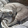 cat, feline, blue_eyes, curled_up, blanket, fabric, fur, indoor, resting, sleepy, striped_fur, close_up, homedecor, wallpaper, soft_light, cozy, pet, animal, relaxed, bed