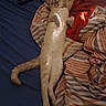 Aubrey is registered to the contest to win money with this photo: cat, bed, blanket, striped_blanket, remote_control, relaxed, lying_down, indoor, pet, feline, cozy, sleepy, resting, fur, tail, paws, striped, comfort, domestic_animal, soft_lighting
