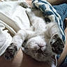 kitten, cat, sleeping, paws, blanket, striped_pillow, human_lap, cozy, furry, relaxed, indoor, cute, pet, animal, resting, soft, comfort, white_fur, blue_blanket, striped