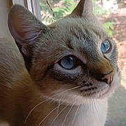 Aubrey is registered to the contest to win money with this photo: animal, background_blur, blue_eyes, cat, close_up, curious, domestic_cat, ears, face, feline, indoor, looking_up, natural_light, pet, portrait, soft_light, whiskers, whiskers_visible, window, young_cat