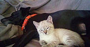 Aubrey is registered to the contest to win money with this photo: animal, black_dog, blanket, cat, companion, couch, cozy, cute, dog, domestic, friendship, fur, indoor, kitten, orange_collar, pet, relaxing, resting, sleepy, snuggling