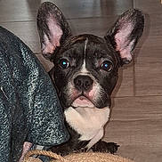 Yoda participe au concours pour gagner de l'argent avec cette photo : animal, bat_ears, black_and_white, blanket, blue_eyes, close_up, cozy, cute, dog, fabric, face, french_bulldog, funny_expression, home, indoors, looking_at_camera, pet, portrait, puppy, wooden_floor
