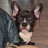 animal, bat_ears, black_and_white, blanket, blue_eyes, close_up, cozy, cute, dog, fabric, face, french_bulldog, funny_expression, home, indoors, looking_at_camera, pet, portrait, puppy, wooden_floor