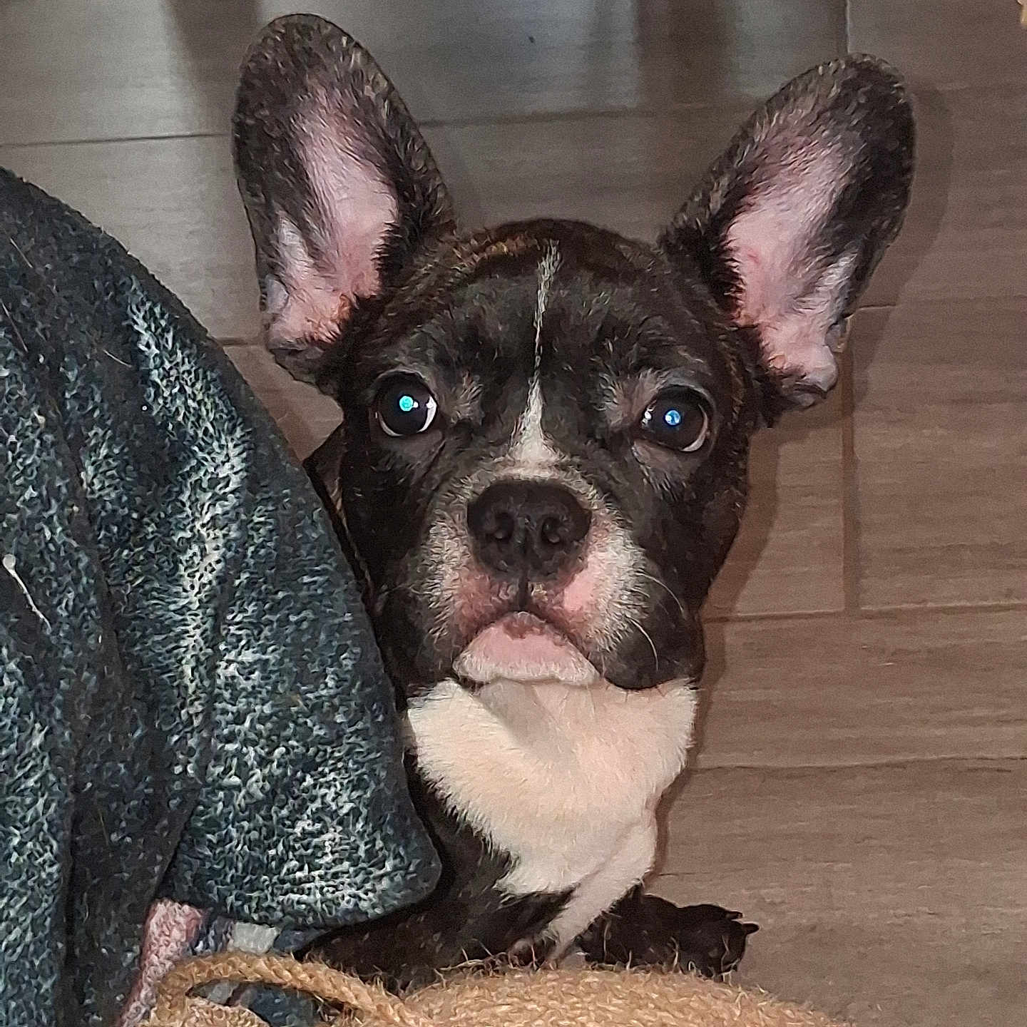Yoda