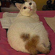 Mia a rejoint le concours — aidez-le/la à gagner de superbes lots ! cat, white_cat, brown_patch, fluffy, pet, indoor, bed, pink_bedspread, relaxed, looking_back, fur, animal, cute, domestic_cat, whiskers, ears, wide_eyes, cozy, resting, soft