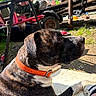 Kush joined the competition — help win amazing prizes! dog, brindle, orange_collar, outdoor, sunlight, person, bench, red_scooter, bottle, tire, grass, dirt, shoe, jeans, table, metal_structure, shadow, casual, relaxed, summer