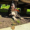 Kush is registered to the contest to win money with this photo: dog, black_and_white, orange_collar, outdoor, sunlight, vehicle_undercarriage, grass, dirt, shadow, resting, canine, nature, pet, muzzle, paws, ears, quiet, calm, animal, loyal