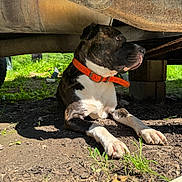 Kush is registered to the contest to win money with this photo: dog, canine, animal, pet, outdoor, sunlight, grass, dirt, collar, resting, brindle, vehicle, rust, shadow, curious, nature, daylight, paw, side_view, undercarriage