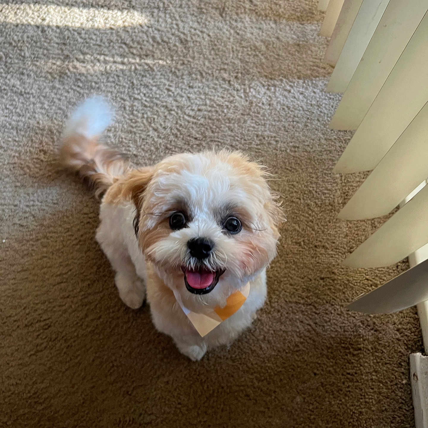Nova